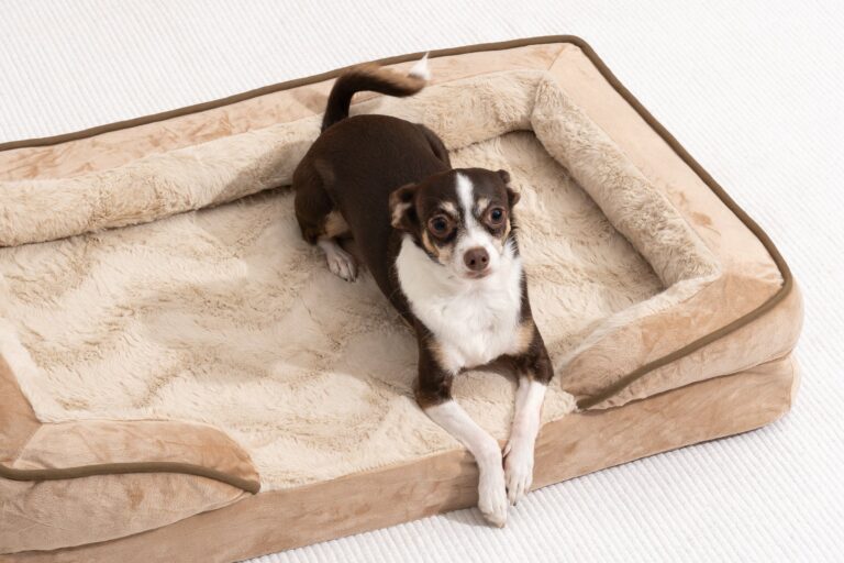 best dog bed