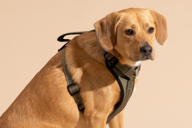 best dog harness