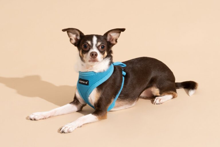 best dog harness for small dogs