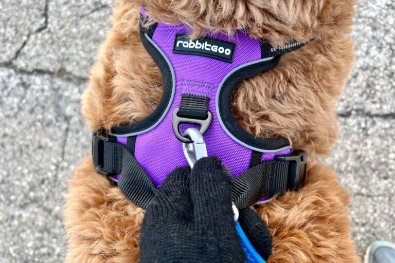 best dog harnesses