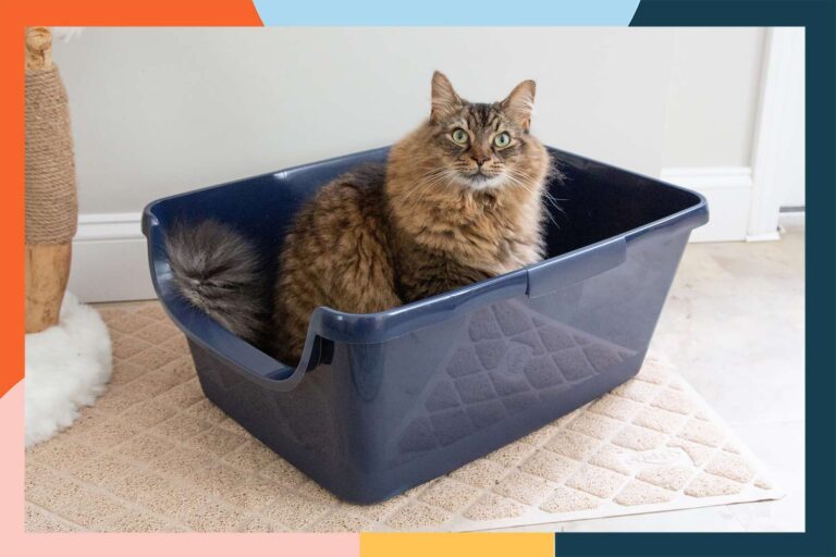 best litter box for cats