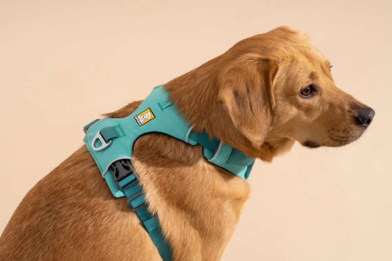 best rated dog harness